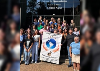 Ignorancia, abandono y crueldad:  principales causas de maltrato animal en Misiones