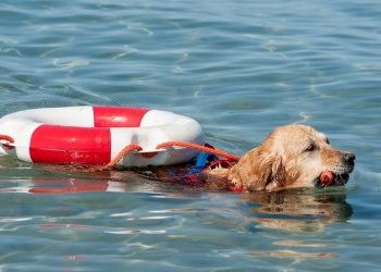 Más sobre los perros de trabajo