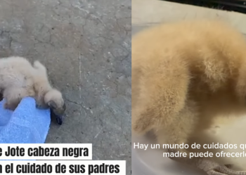 Jardín América: rescatan a pichón de jote que tiraron desde su nido en un hotel