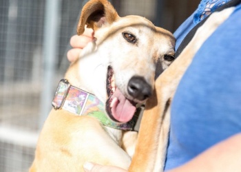 Sobre las solicitudes de adopción