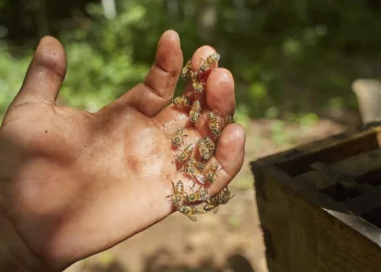 Posadas: denuncian ataque de abejas al barrio Los Jilgueros