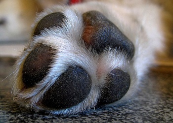 Habría asfixiado a un perro para poder robar