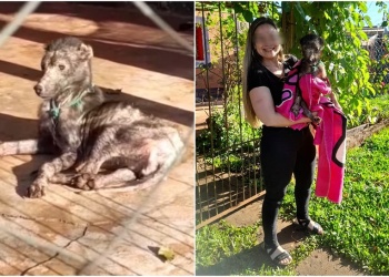 Maltrato animal en Posadas: rescataron un perro en grave estado