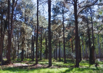 Impulsan la investigación en resinas de pino del NEA