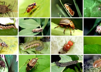 Plagas agrícolas de primavera: desafío para los productores