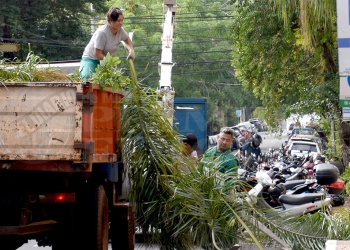 Cerró el operativo de podas con 14 mil toneladas retiradas