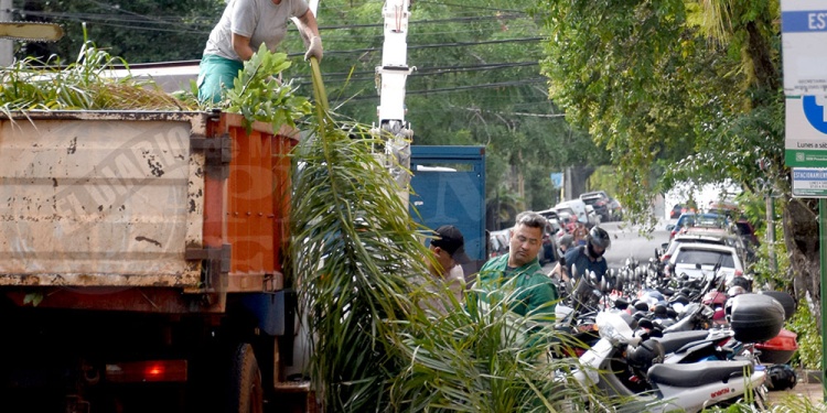SATISFACTORIO. Los números reflejan un mayor ordenamiento en la conservación de los árboles por parte de los vecinos y el municipio para iniciar la temporada de primavera-verano.