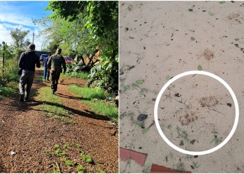 Confirman que sí hubo un puma en Posadas, pero ya abandonó la zona urbana