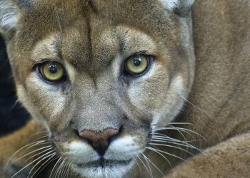 Vecino de Posadas alertó sobre la presencia de un puma en el barrio Pellegrini