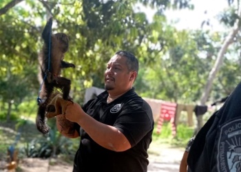 No son mascotas, son parte de la selva: rescatan a un tucán y un mono capuchino