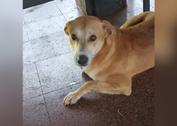 El insólito viaje de “Rubio”: un perro viajó desde Santo Pipó a Jardín América en colectivo