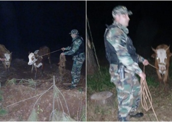 Montecarlo: desconocidos ingresaron a una chacra y se robaron dos vacas