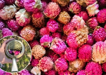 Descubra las virtudes que tiene la planta siempreviva