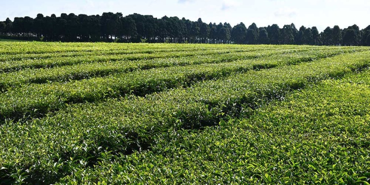 ACTIVIDAD TEALERA EN BAJA. La zafra iniciará en los próximos días con escasas expectativas entre los productores.