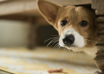 ¿Por qué mi perro tiene miedo a otros perros?