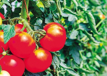 Qué plantar en septiembre para recibir el verano con mucho sabor y colores