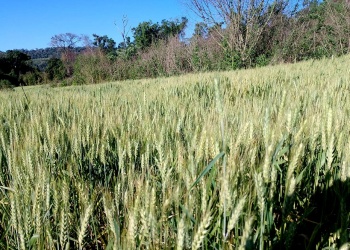 De la mano de pequeños productores crece en Misiones el proyecto “Pan sin veneno”