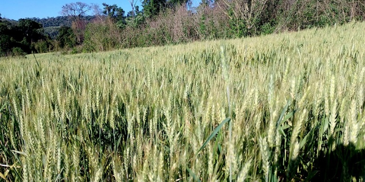 ESPIGAS SALUDABLES. La chacra de don Antonio dará una buena cosecha del producto “libre de veneno”.