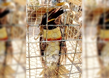 Rescatan un tucán herido en Gobernador Roca, será rehabilitado y devuelto a la selva