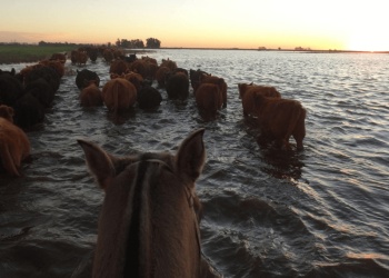 Declaran la emergencia agropecuaria en Buenos Aires y San Juan