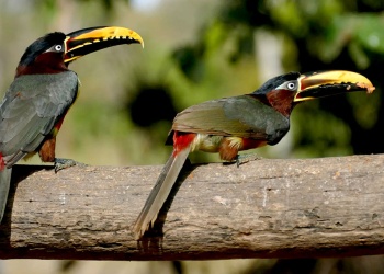 “Volar 2025” comenzó en Iguazú con charlas, feria y salidas de observación de aves