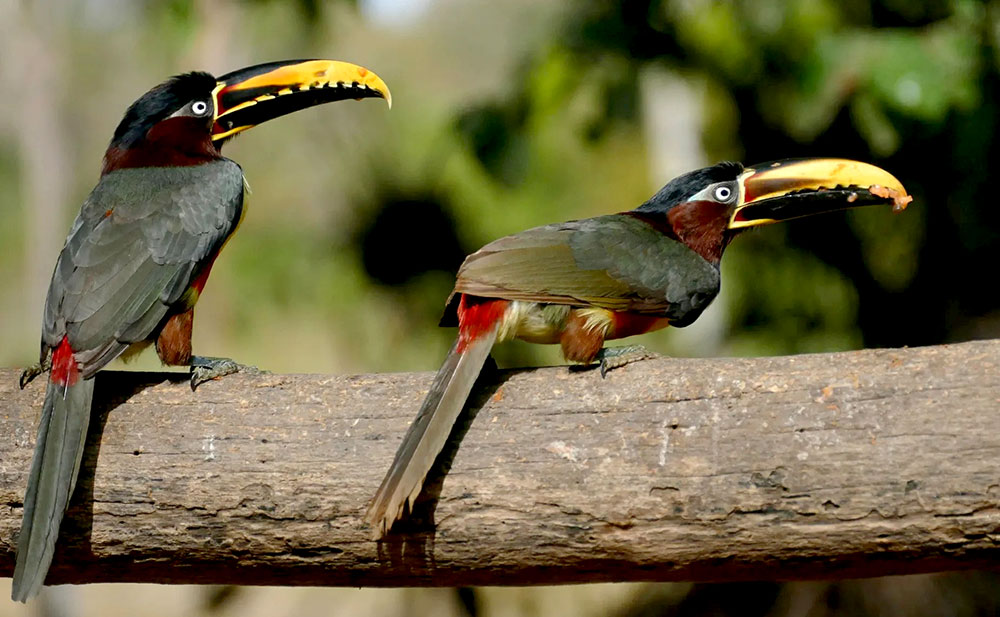 “Volar 2025” comenzó en Iguazú con charlas, feria y salidas de observación de aves