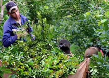 “Nos pusieron de rodillas”:  la zafra gruesa llega a su fin