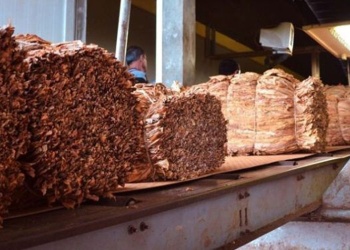 El tabaco se prepara para una nueva campaña con menor siembra y cautela por los precios