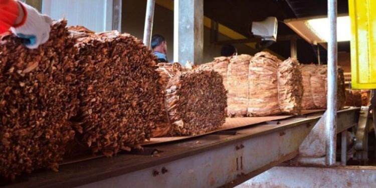 INCERTIDUMBRE. A diferencia de 2024, productores indicaron que la próxima cosecha viene con bajas expectativas.