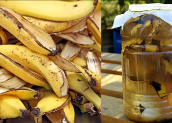 Usar cáscara de banana como fertilizante orgánico