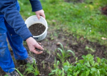 Borra de café: aliado natural para nutrir las plantas