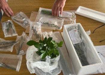 La CCAM impulsa un proyecto de innovación para reactivar la citricultura misionera