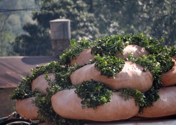 Advierten que Misiones podría perder la aptitud climática para producir yerba