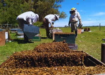 Apicultura: una actividad que impulsa la diversificación y el cuidado ambiental