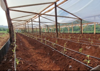 El INTA Andresito impulsa prácticas  sostenibles en el cultivo de tomate