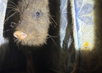 Liberaron a un pecarí que era tenido como mascota en Dos Hermanas