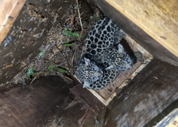 Iguazú: la yaguareté “Pará” y sus cachorros fueron relocalizados