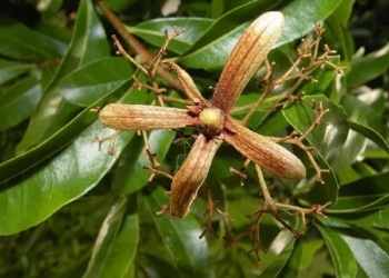 Ecosanación: la coherencia como medicina