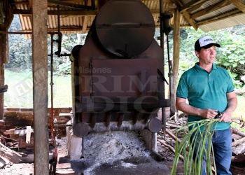 Citronela, “joya” verde que resiste