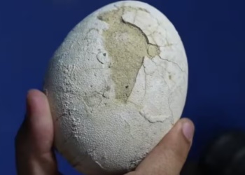 Expedición del Conicet: hallan huevo de dinosaurio en impecable conservación