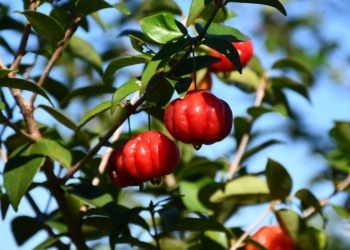 Domesticación participativa de frutos nativos en la selva paranaense