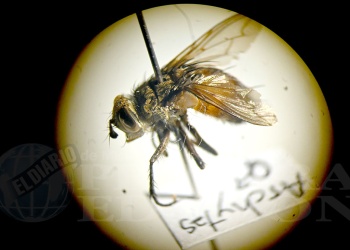 Investigan moscas clave para la pericia forense