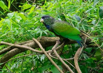 Animales recuperados y rehabilitados, volvieron a su ambiente natural