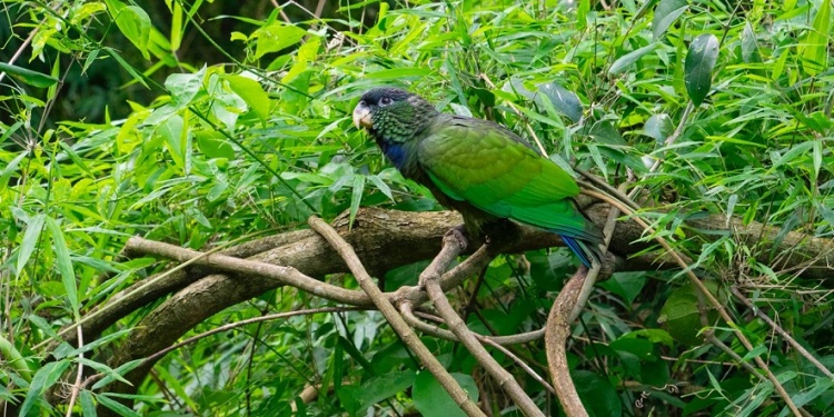 EN SU CASA. El loro
maitaca regresó al monte,
donde se siente cómodo