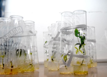 Revolucionan la mandioca: en plantines y con siembra vertical