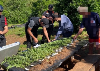 El Soberbio: desmantelan plantación de marihuana camuflada en una huerta