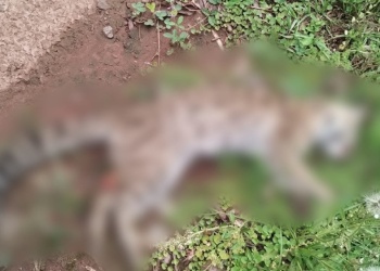 Misiones sumó un nuevo caso de atropellamiento de fauna silvestre