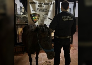 Recuperan pony que fue robado en Itaembé Miní