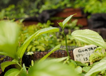 Hito ambiental: restauran 246 hectáreas de selva misionera con 100.000 árboles nativos