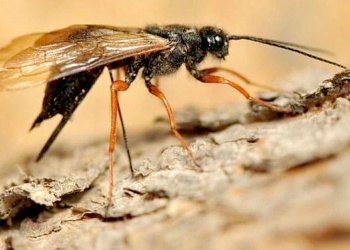 Alarma en la forestoindustria: una grave plaga amenaza a los pinares de la región